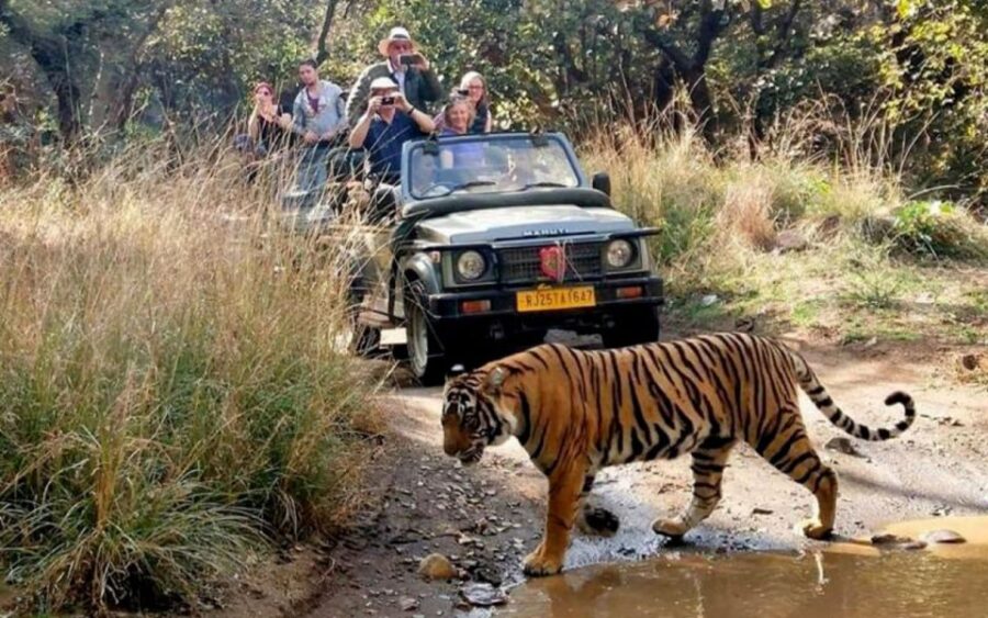 7-Day Golden Triangle Tour With Ranthambore Tiger Safari - Tour Overview