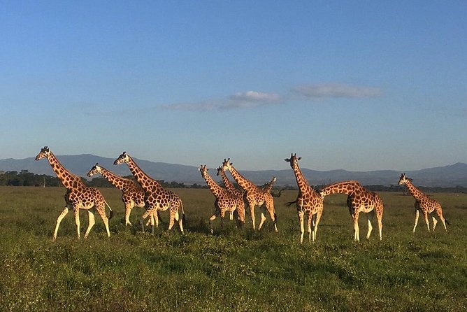 7 Day Masaai Mara, Lake Nakuru, Lake Naivasha / Hells Gate and Amboseli Safari