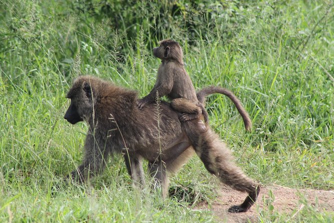 7-Day Murchison Falls, Chimps & Gorilla Trekking - Overview of the Safari