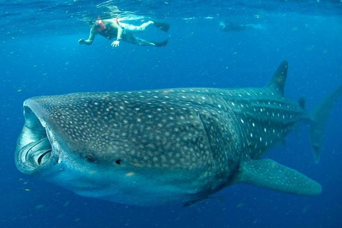 7 Day- Whale Shark Ecofriendly Tour in Cancun
