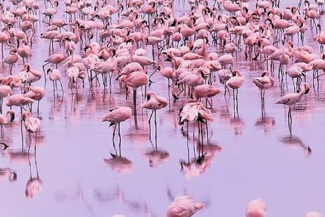 7 Days Great Migration Safari