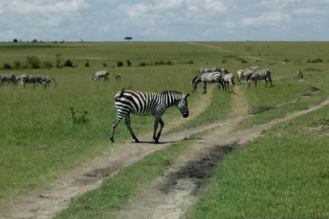 7 Days Maasai Mara - Lake Nakuru - Lake Naivasha - Amboseli Safari - Overview of the Safari
