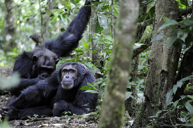 8-Day Classic Uganda Primates & Wildlife Tour