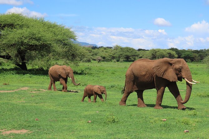 8-Day Essence of Tanzania Safari - Luxury - Included Experiences