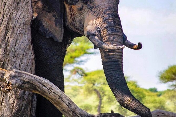 8-Day Tanzania Private Safari Tour With Airport Pickup - Tour Overview
