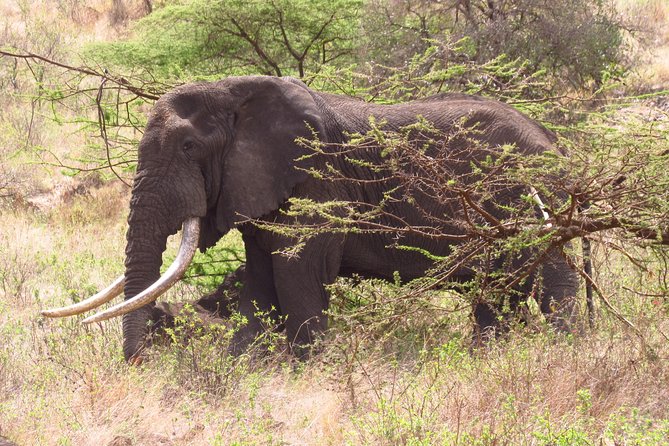 8 Days Amboseli Great Rift Valley Lakes & Masai Mara