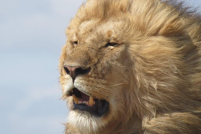 9 Days Safari To See Great Migration Crossing