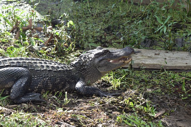 90-Minute Jean Lafitte Swamp and Bayou Tour With Transportation - Tour Overview and Details