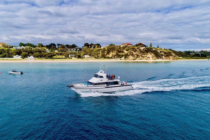 90minute Dolphin, Seal and Scenic Wildlife Cruise