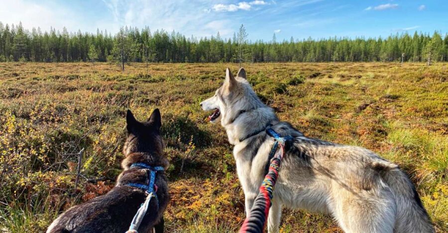 A Day at Wolfland – Private Tour