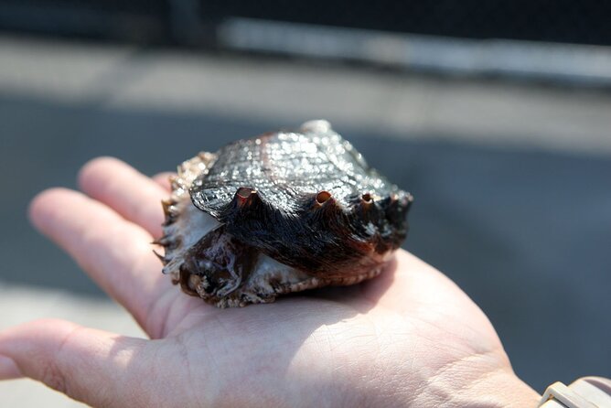 Abalone Farm Tour - Overview of the Abalone Farm