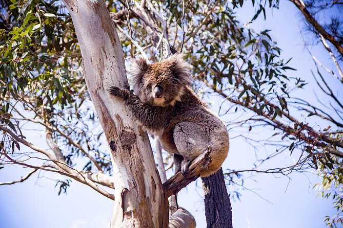 Abseiling Adventure in Adelaide