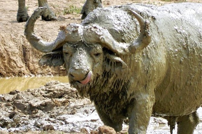 Addo Elephant National Park - HD01