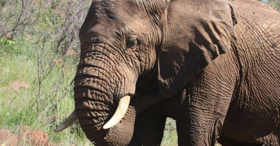 Addo Elephant Park Tours .