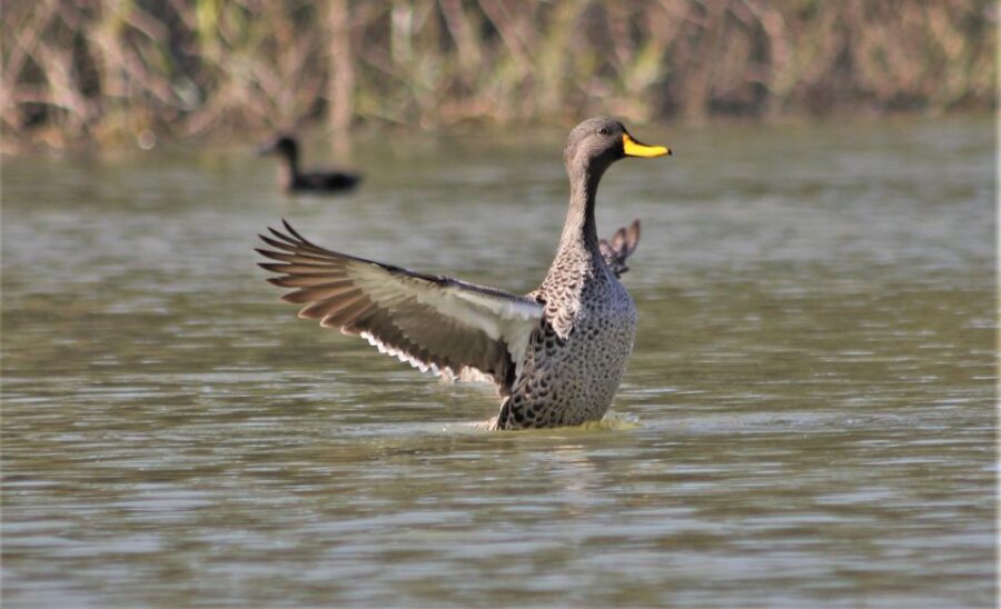 2 Best Guided Tours In Sunday S River Valley
