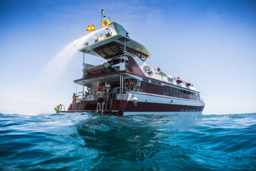 Adeje: Whale and Dolphin Watching With Lunch and Swimming