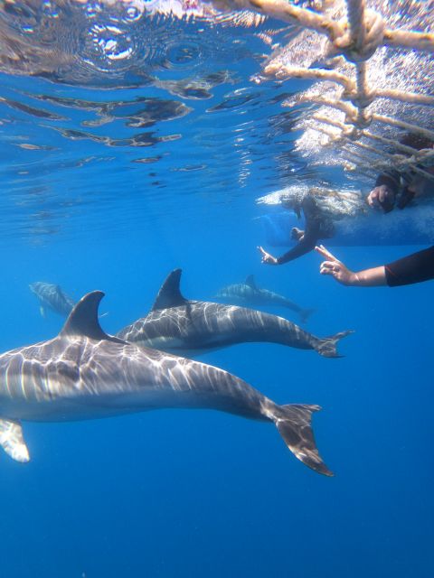 Adelaide: 3.5-Hour Swimming With Dolphins Experience - Experience Overview