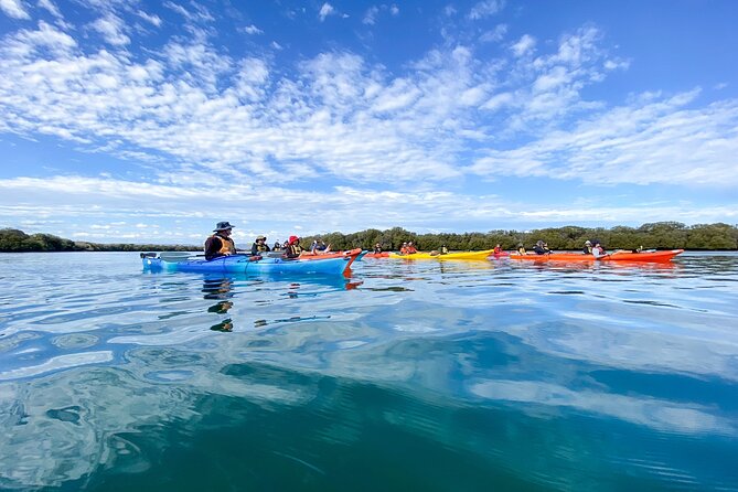 Adelaide Dolphin Sanctuary and Ships Graveyard Kayak Tour - Tour Overview