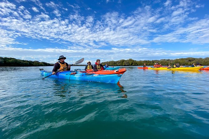 Adelaide Dolphin Sanctuary Mangroves Kayaking Tour - Wildlife and Environment