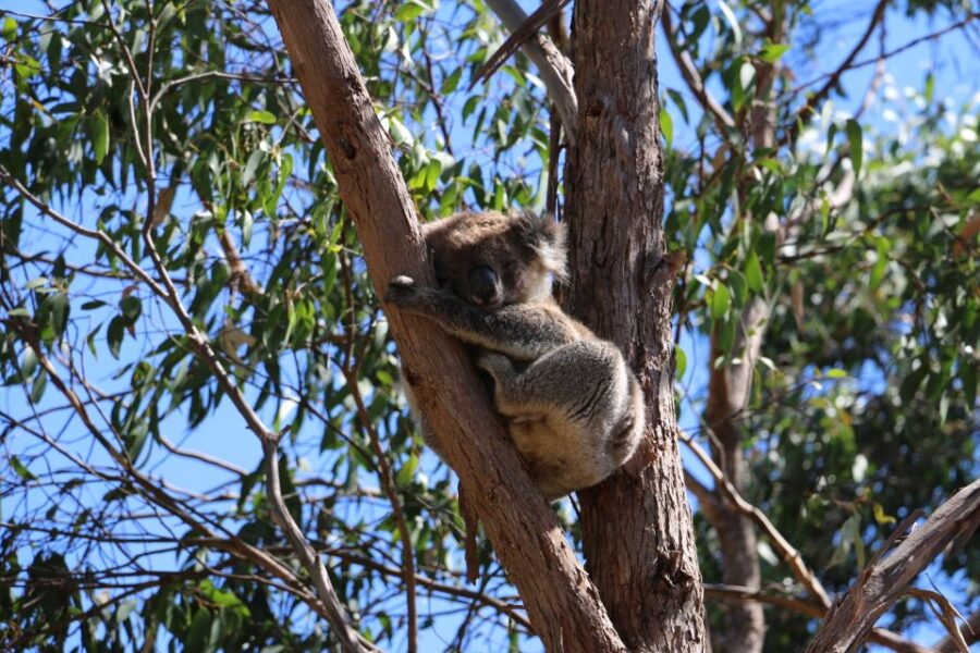 Adelaide: Morialta Wilderness and Wildlife Hike