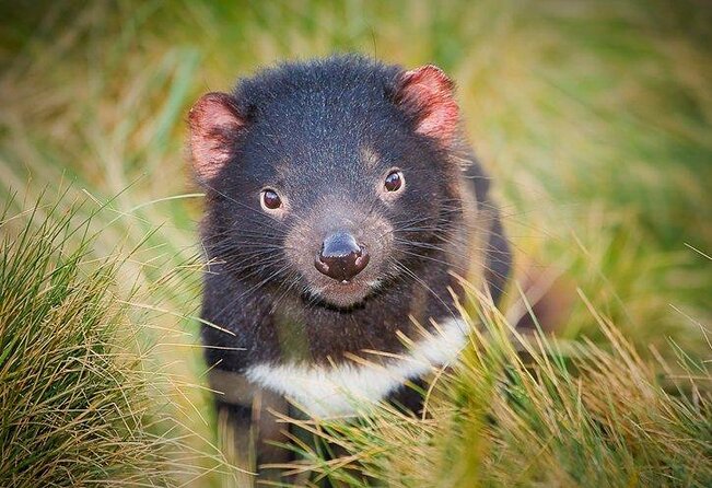 After Dark Tasmanian Devil Feeding Tour at Cradle Mountain