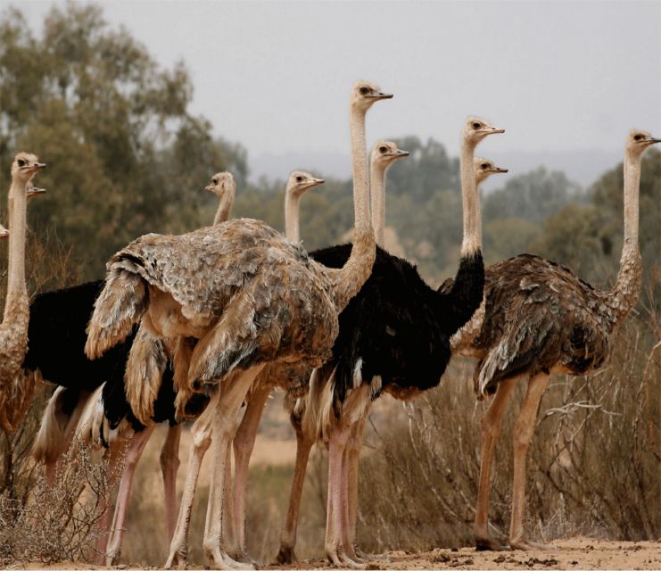 Agadir: Visit National Park & Sahara Desert Including Lunch