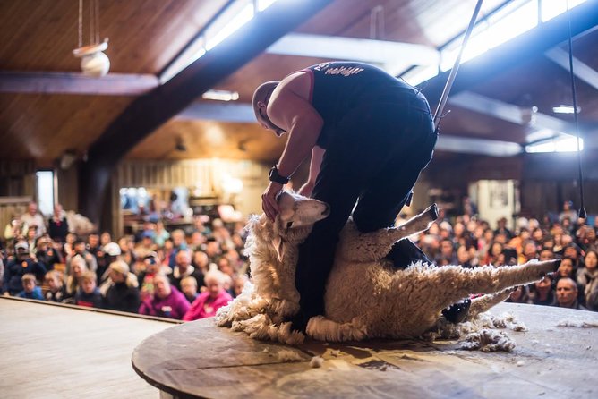 Agrodome Farm Experience Including Farm Show and Farm Tour - Rotorua
