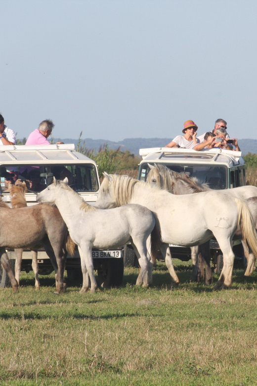 Aigues Mortes: PRIVATE Jeep Photo Safari in Camargue