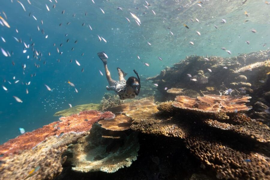 Airlie Beach: Outer Barrier Reef Snorkeling Day Trip