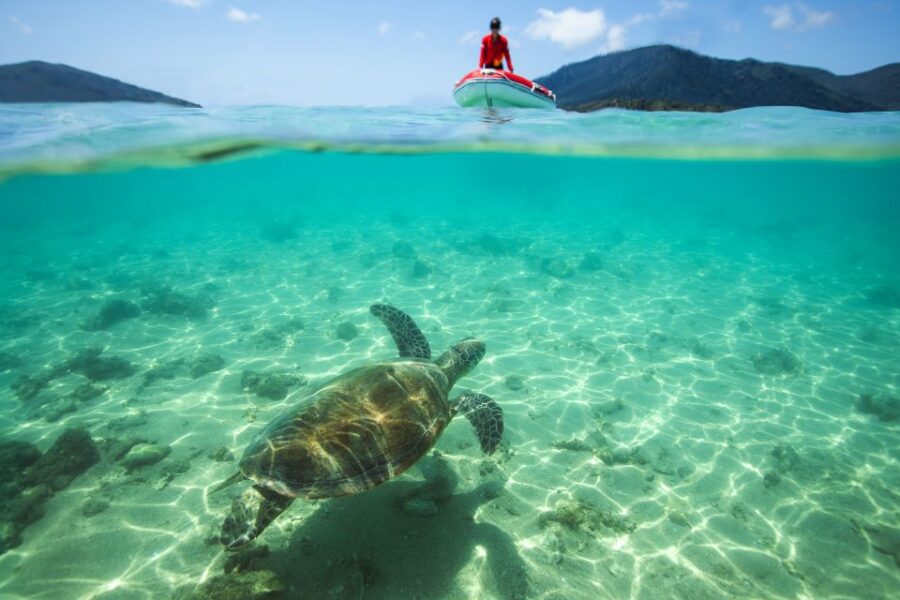 Airlie Beach: Whitehaven Full-Day Eco-Cruise With Buffet