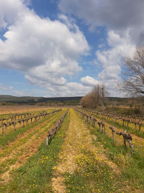 Aix & Marseille: Well-being Day: Nature, Yoga, Picnic & Wine