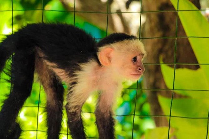 AJs Sloth & Monkeys Family Excursion, City Tour & Private Transfer - Overview of the Tour