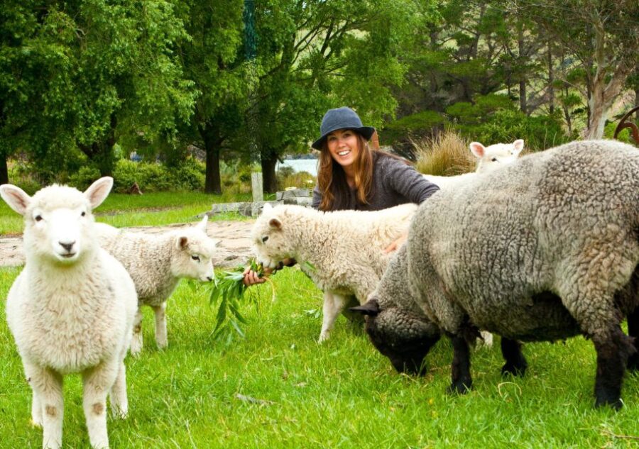 Akaroa: 24-hour Overnight Pohatu Penguin Package