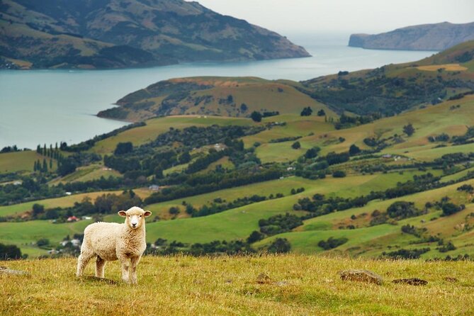 Akaroa Dolphins 〜 Harbour Nature Cruise