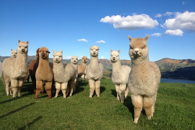 Akaroa Eco-Safari With Alpaca Farm Tour and Wine Tasting