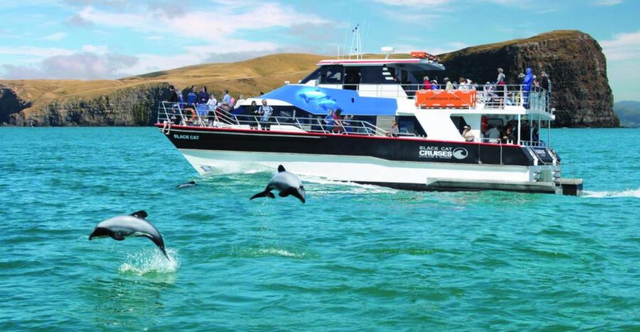 8 Best Cruises And Boat Tours In Akaroa