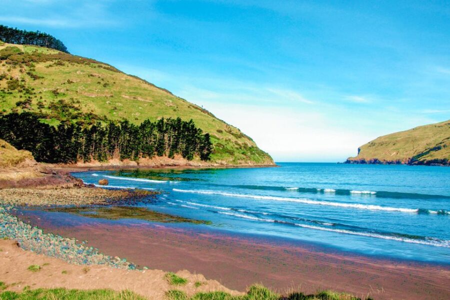 Akaroa: Pohatu Penguins Scenic Nature 2-Hour or 4-Hour Tour
