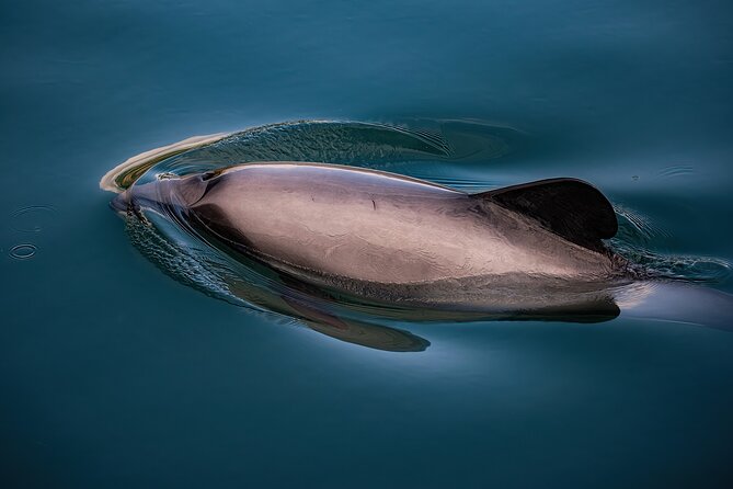 Akaroa Private Day Tour From Christchurch (Carbon Neutral)