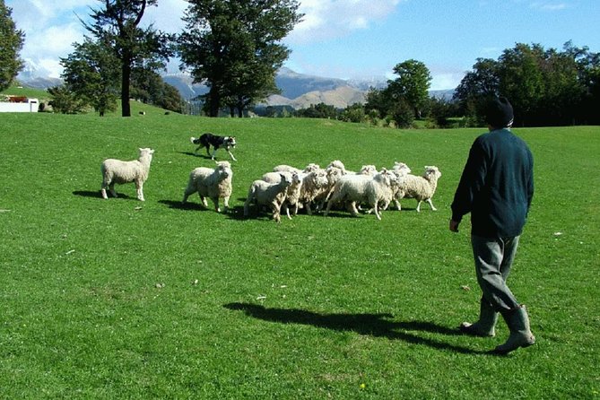 Akaroa Shore Excursion: Akaroa Harbour and Sheep Farm Local Tour - Tour Overview and Highlights