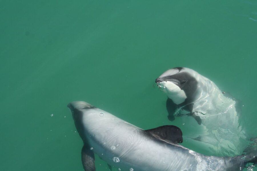 4 Best Dolphin Watching Tours In Akaroa