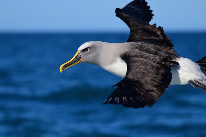 Akaroa Wildlife Cruise