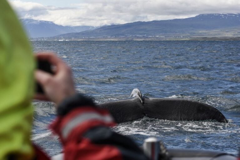 Akureyri: 2–Hour Whale Watching Express by RIB Speedboat