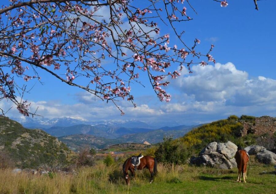 Alanya: Horse Riding Adventure - Highlights of the Experience