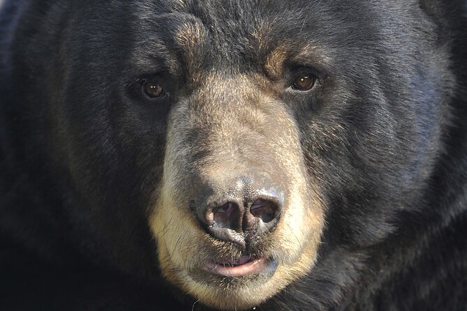 Alaskan Bear Encounter by Land & Sea