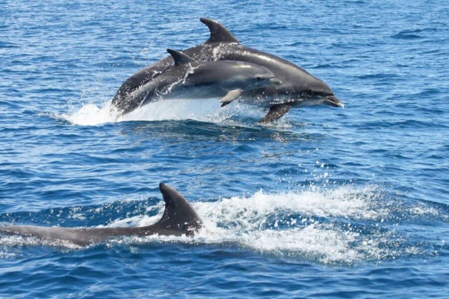 Albufeira: Dolphin Watching and Benagil Cave - Overview and Pricing