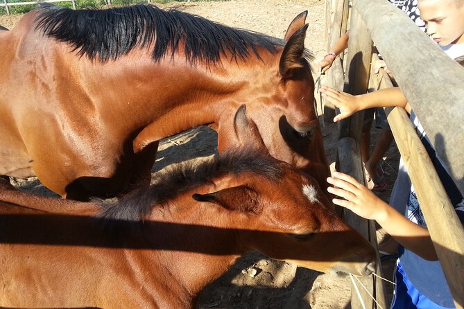 Alcamo Farm Animals and Aromatic Garden