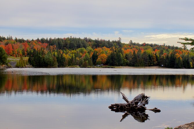 Algonquin Provincial Park Full Day Trip - Air-Conditioned Vehicle