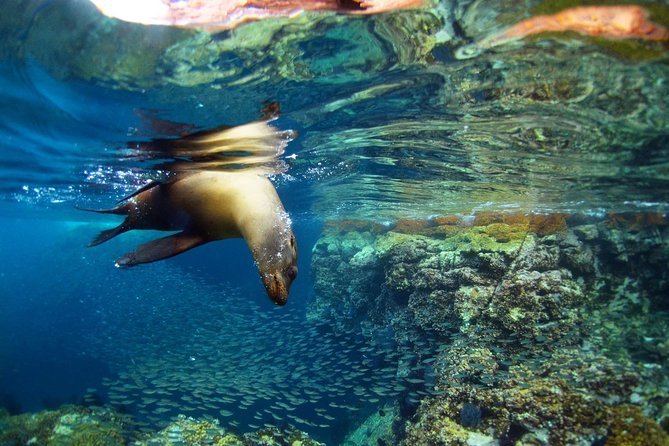 2 Best Sailing Experiences in San Jose Del Cabo