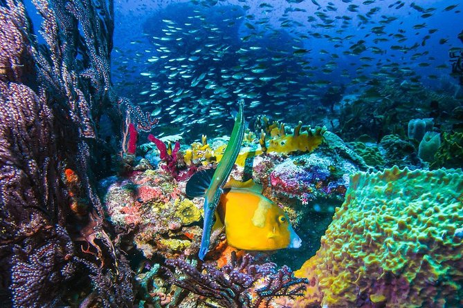 ALL INCLUSIVE Full Day Snorkeling & Sunset Cruise With Boat Dogs