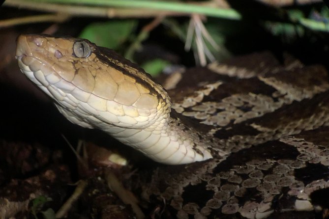 All-Inclusive Jungle Night Tour - Tour Overview and Experience